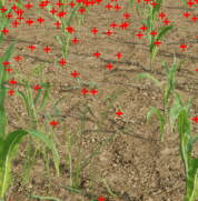 Synthetic Image Annotation