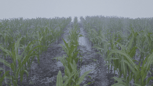 Synthetic Maize Plants