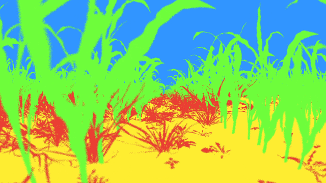 Synthetic Maize Plants