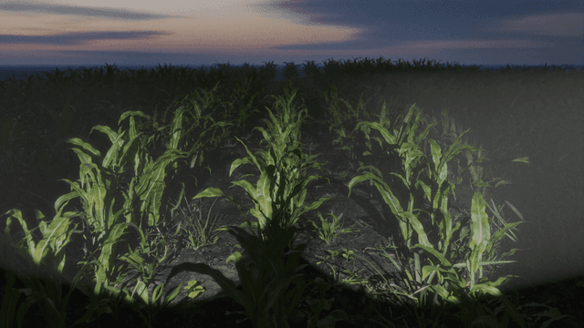 Synthetic Maize Plants