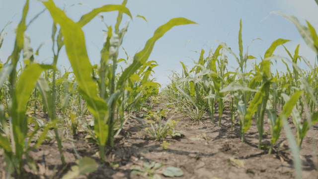 Synthetic Maize Plants