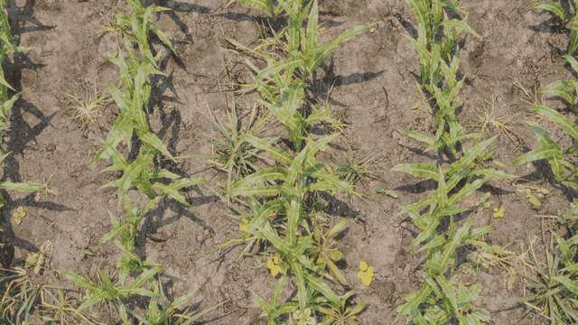 Synthetic Maize Plants