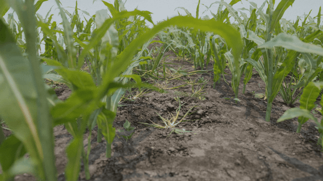 Synthetic Maize Plants