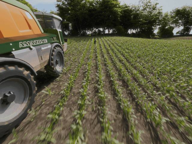 Synthetic Maize Plants