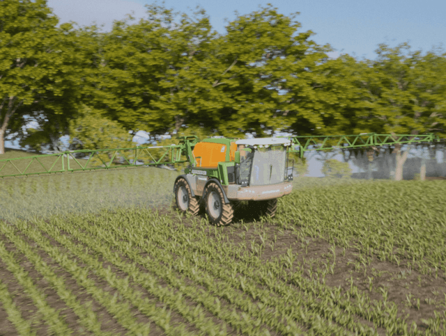 Synthetic Maize Plants
