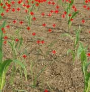 Synthetic Image Annotation