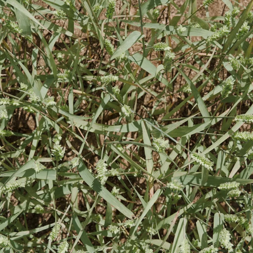 Synthetic wheat field example 2